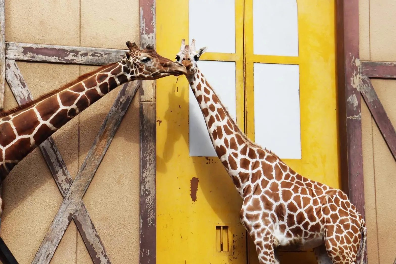 🐼 히노톤톤 동물원 (하무라시 동물공원) 이미지 7